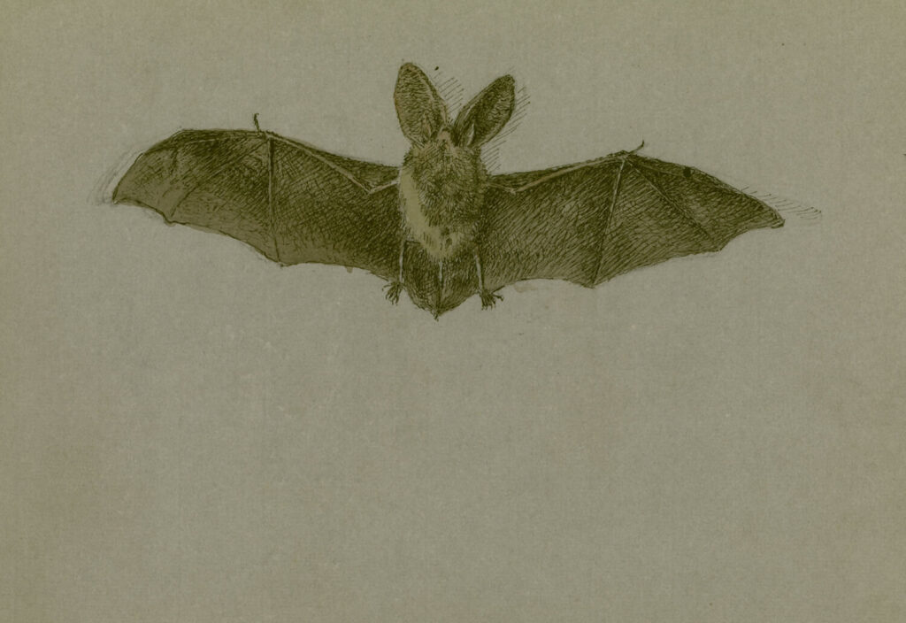 Geoffrey Hamilton Rhoades - Study of a bat
