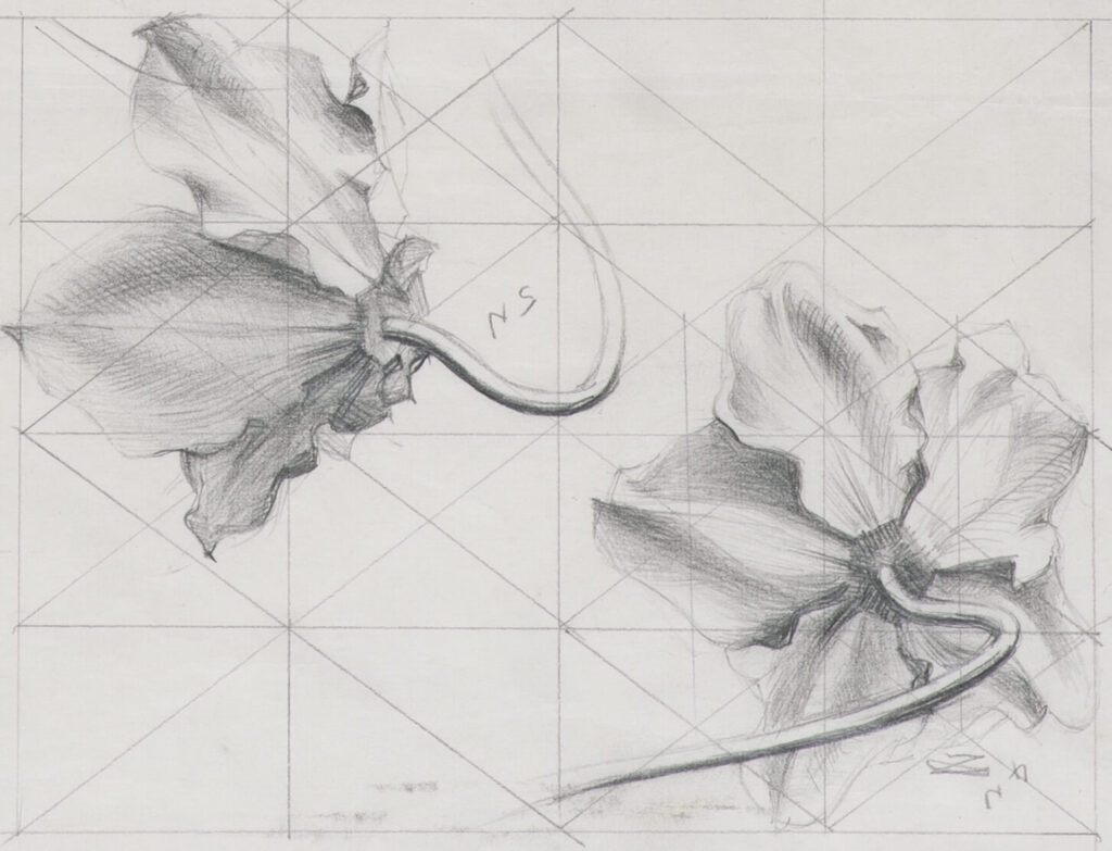 John Nash - Flower Study