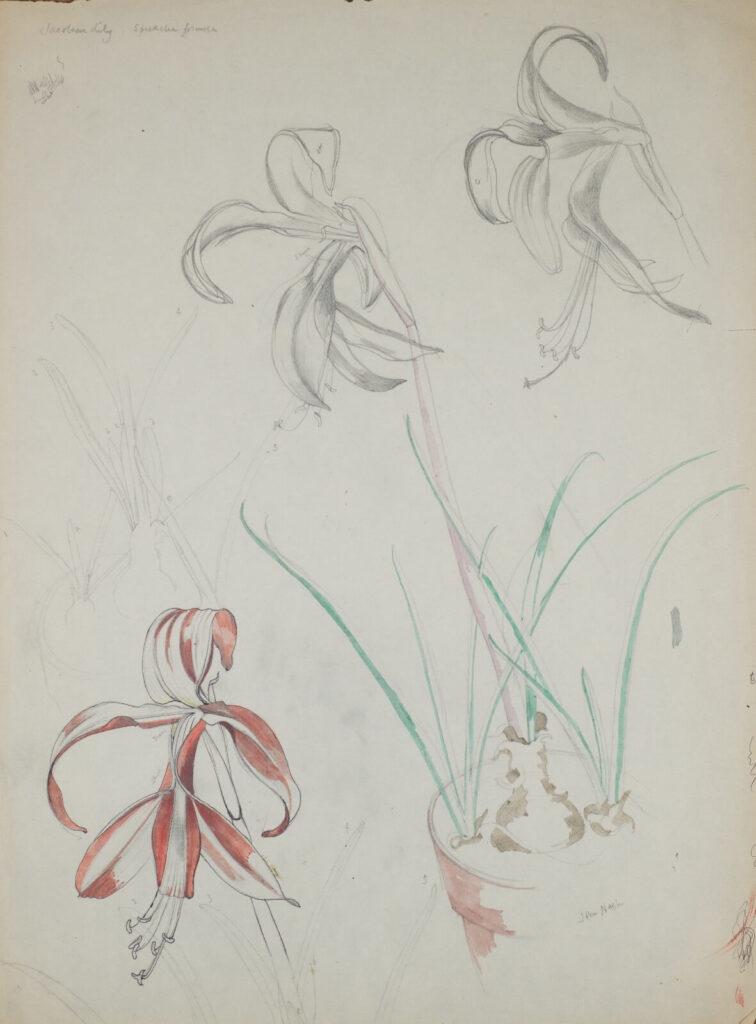 John Nash - Study of Amaryllis 'St Josephs Lily' (Hippeastrum Johnsonii) in a flower pot