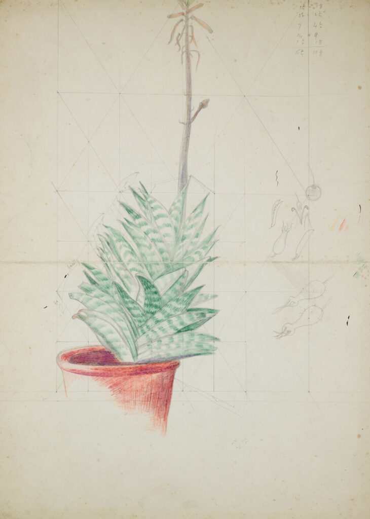 John Nash - Study of Haworthia Attenuata