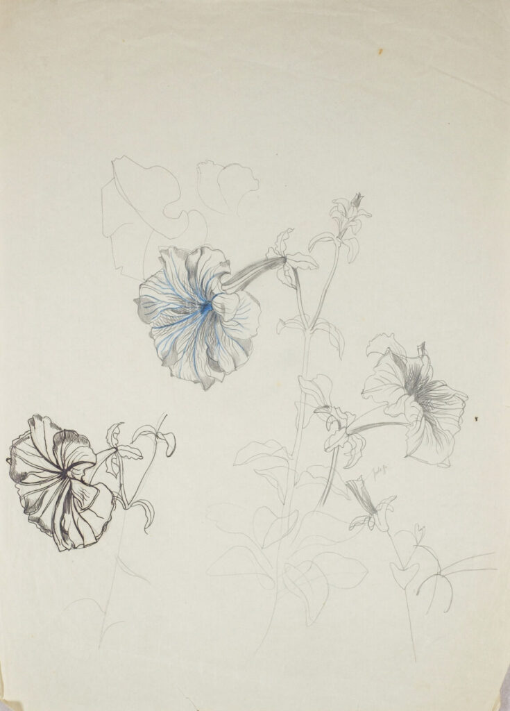 John Nash - Study of Petunias