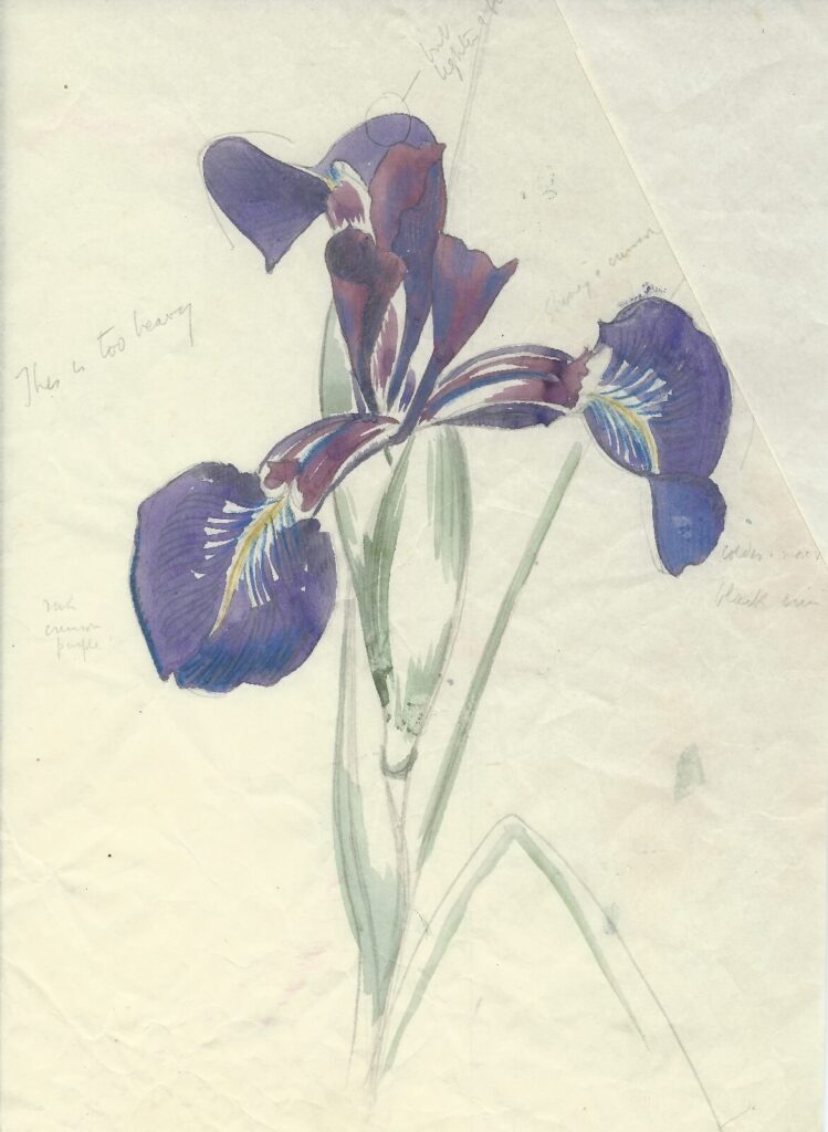 John Nash - Study of a beardless Iris species