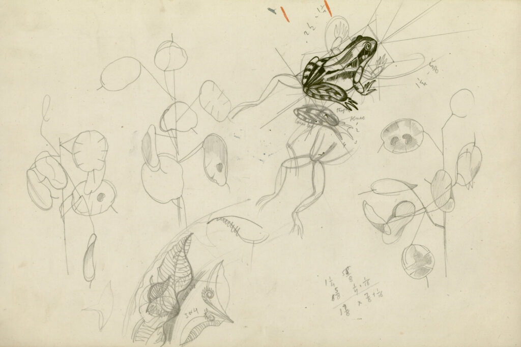 John Nash - Study of a frog and foliage
