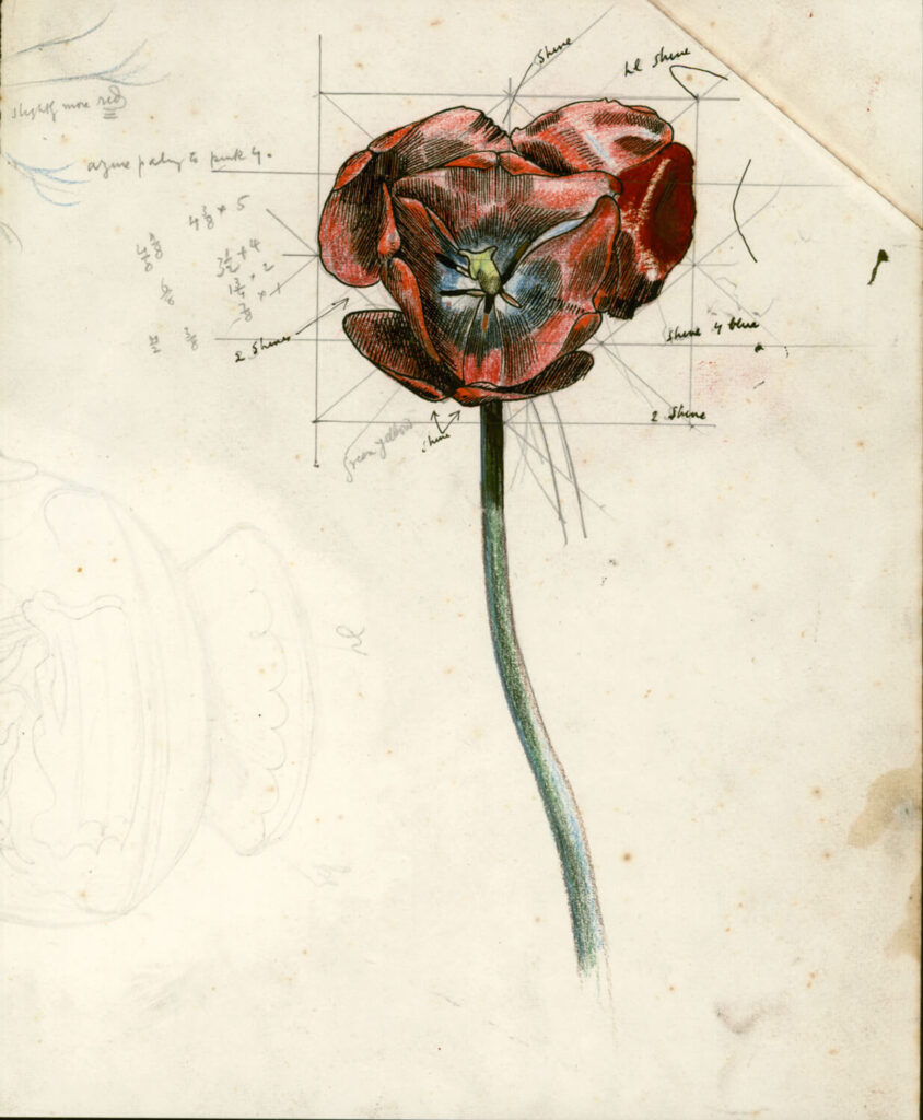 John Nash - Study of a poppy