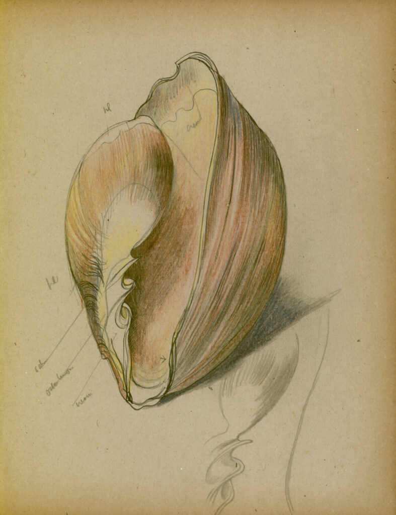 John Nash - Study of a shell