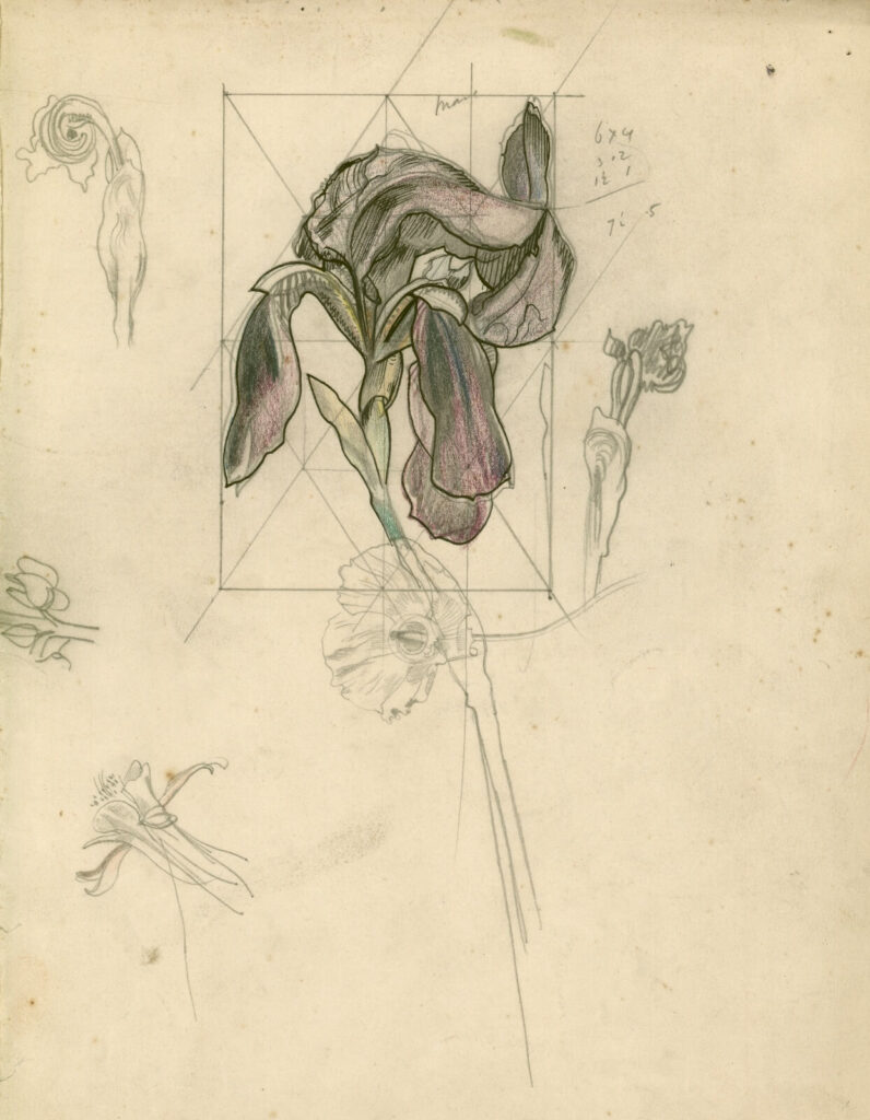 John Nash - Study of an Iris