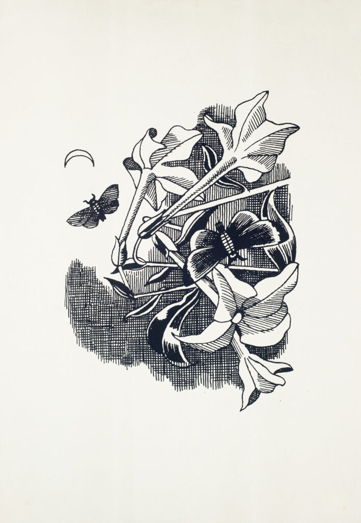 John Nash - Tobacco flowers (Nicotiana) with moths