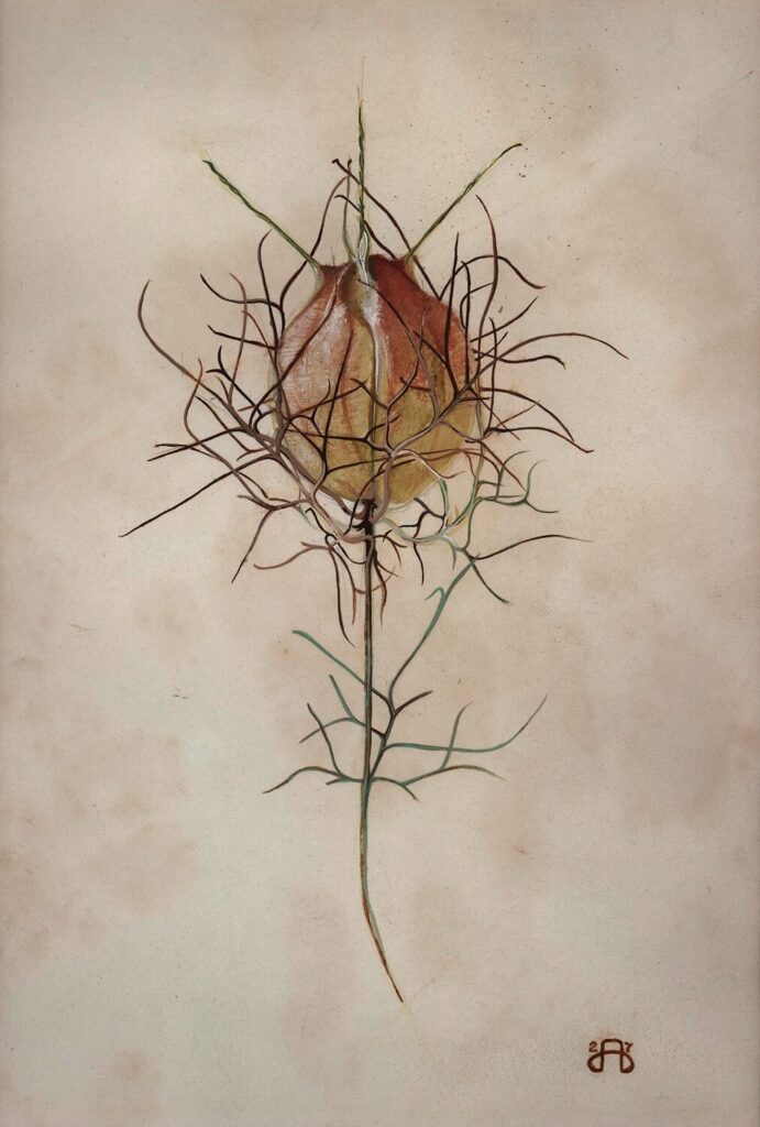 Maxwell Armfield - Love in the Mist - study of a Nigella Damascena seed head