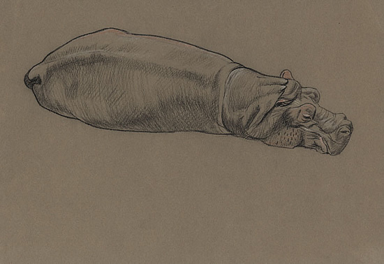 Raymond Sheppard - Hippopotamus