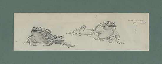 Raymond Sheppard - Indian Bull Frog (Rana Tigrina)