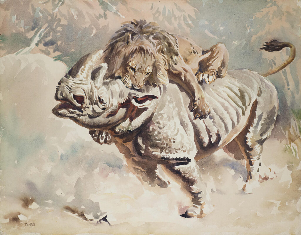 Raymond Sheppard - Lion attacking Rhino