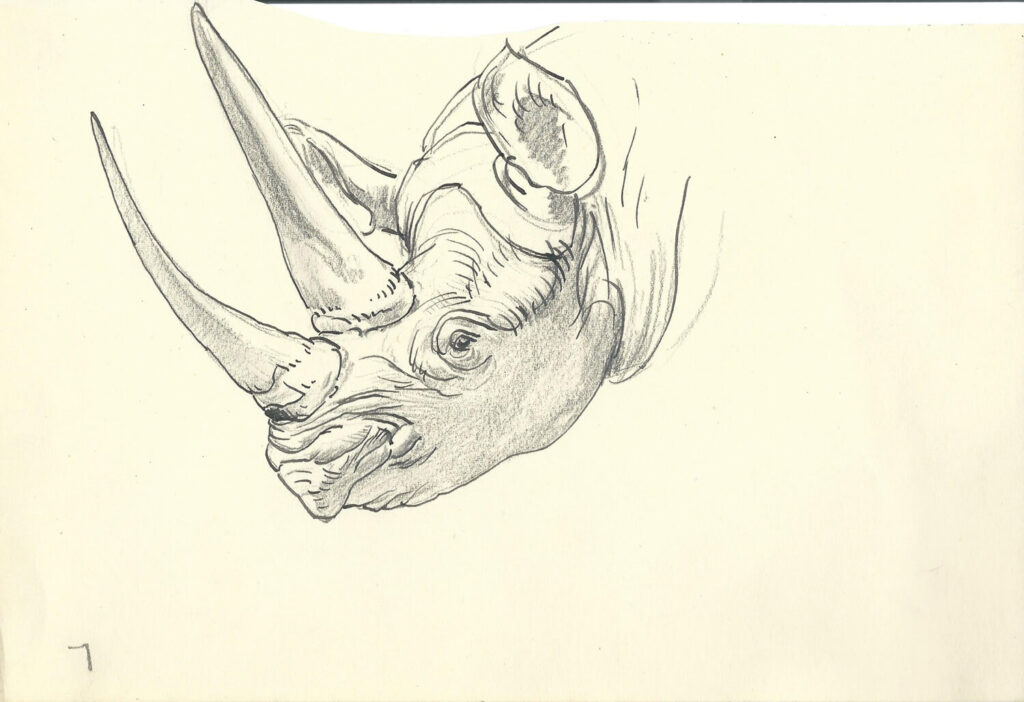 Raymond Sheppard - Rhino head
