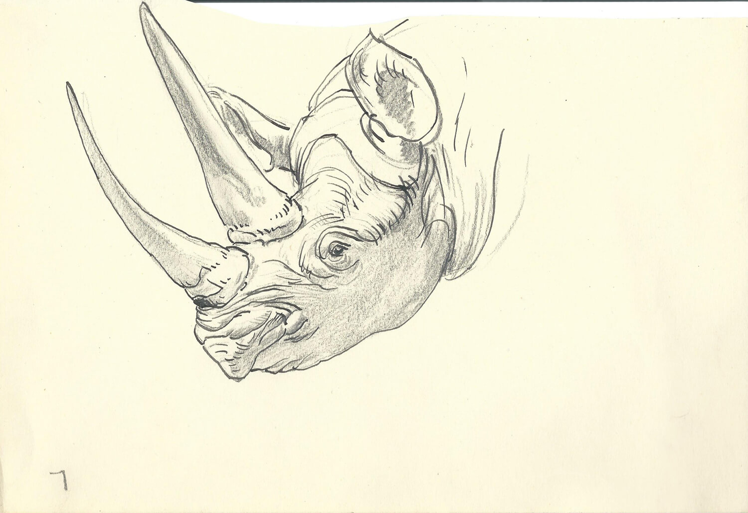 Rhino head - Modern British Art Gallery