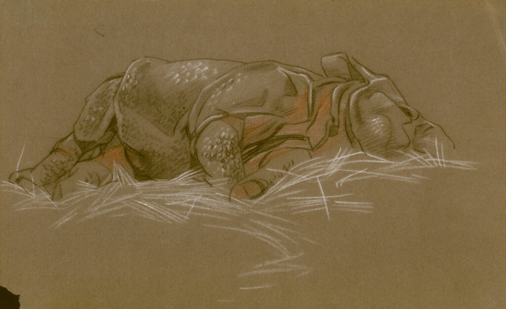 Raymond Sheppard - Rhino sleeping
