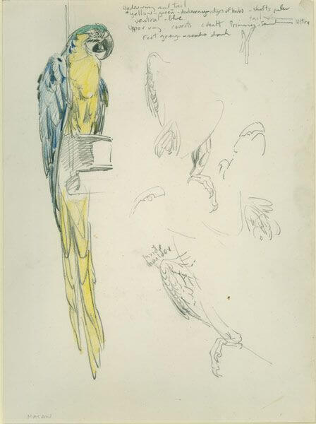 Raymond Sheppard - Study of a Macaw late 1940's (S|R 75)