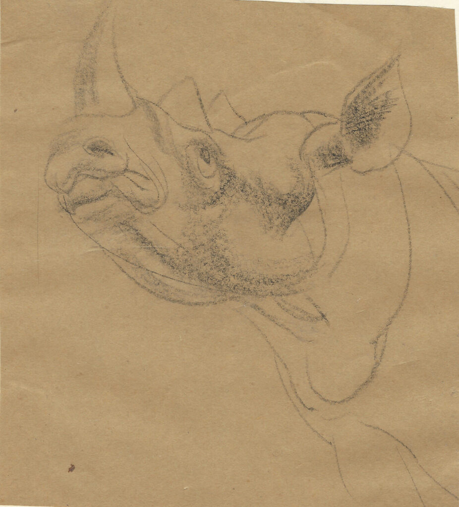 Raymond Sheppard - Study of a Rhino head