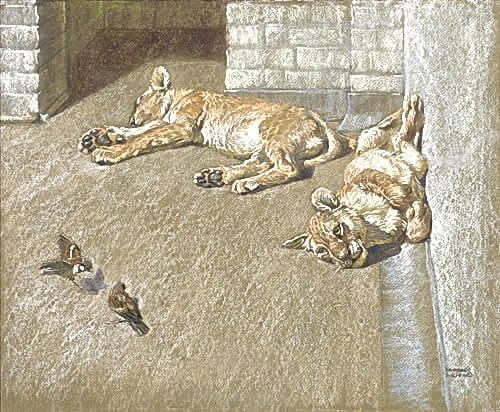 Raymond Sheppard - Two Cubs Eyeing Sparrows in London Zoo