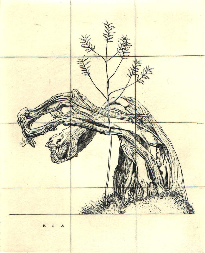 Robert Austin - Tree Study Eton
