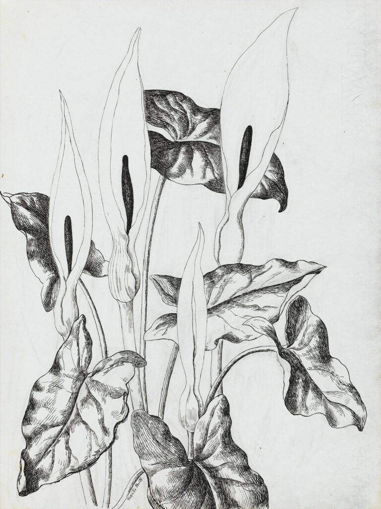 Rosalie Brill - Arrum Lilies