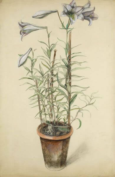 Rosalie Brill - Lillies in a pot