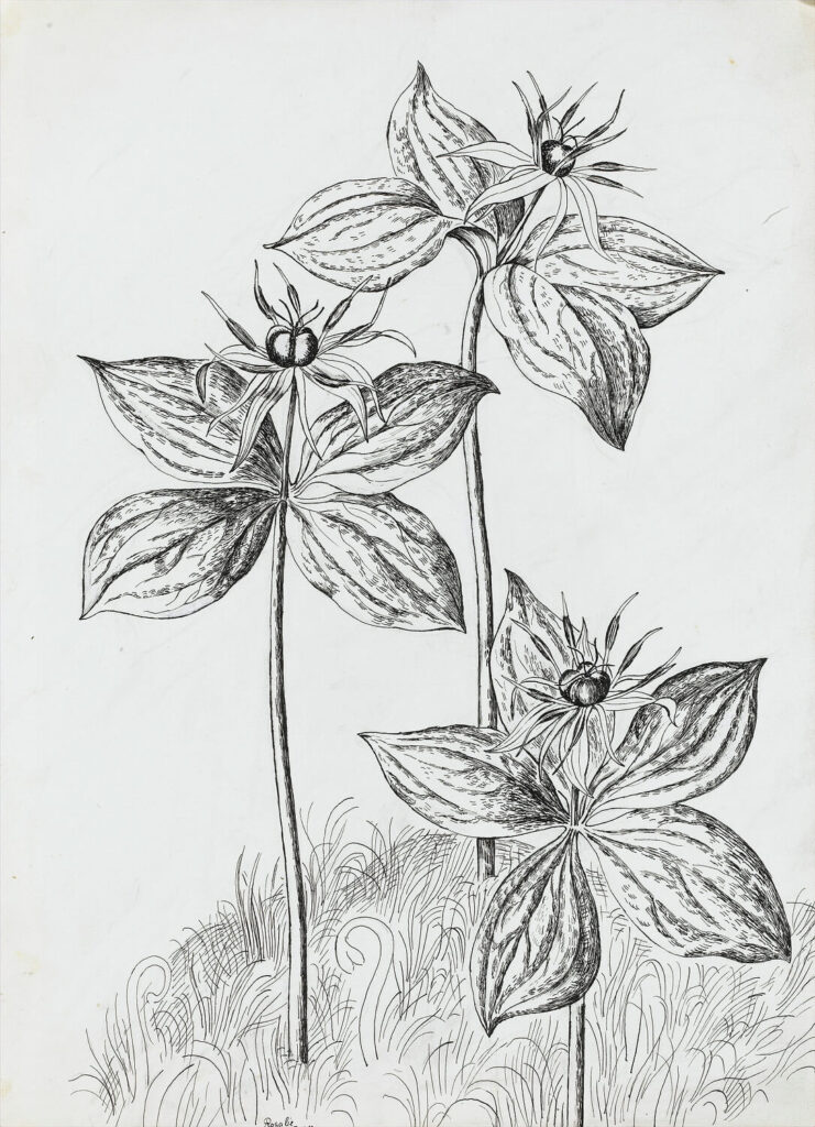 Rosalie Brill - Plant study