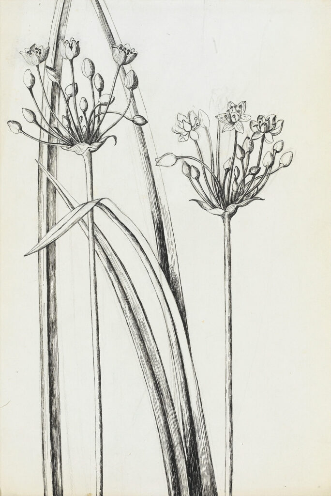 Rosalie Brill - Plant study - line drawing