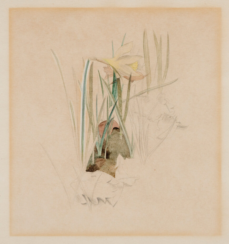 Winifred Knights - Study of a narcissus