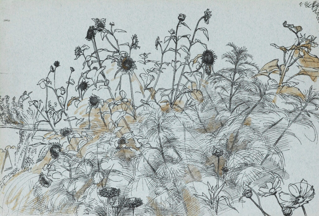 Sunflowers at Oak Cottage