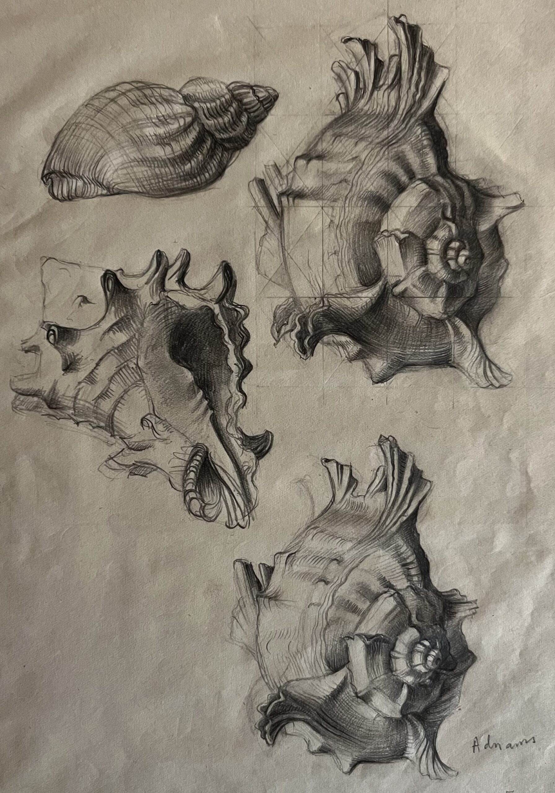 Four Complicated Shells - Modern British Art Gallery