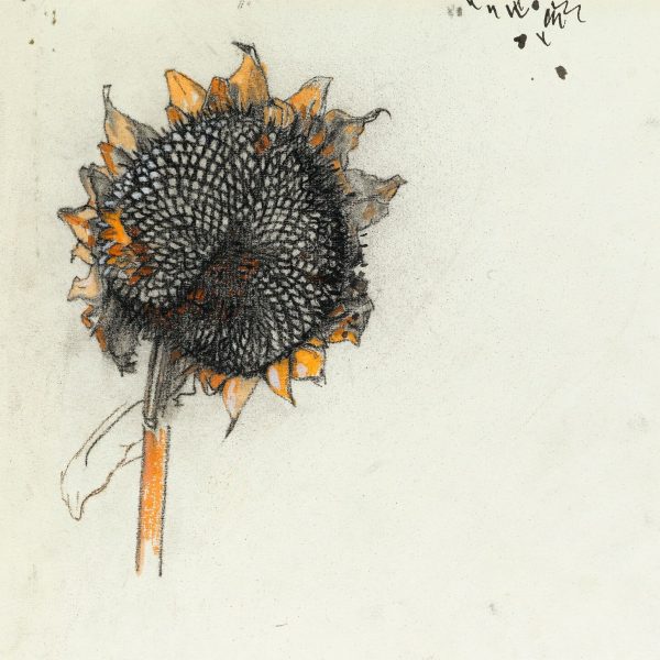 Charles Mahoney - Study of a sunflower head