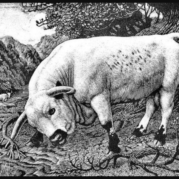 Charles-Tunnicliffe-The-Chartley-Bull