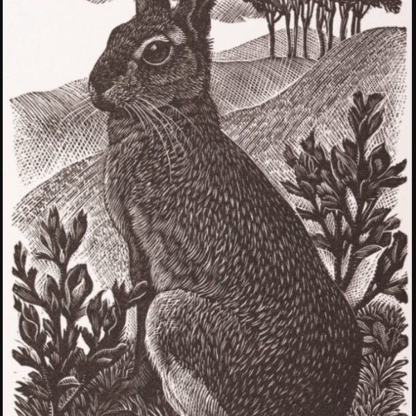 Sitting Hare, 1949