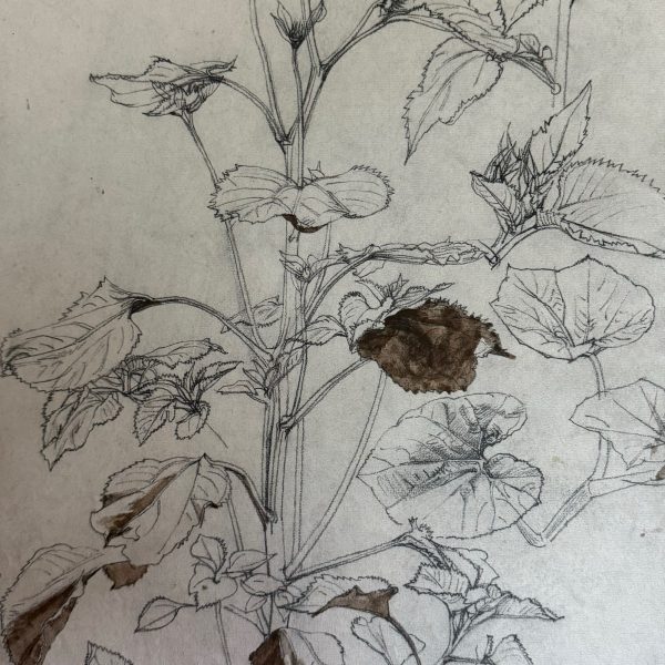 Mahoney Sunflowers Study No1