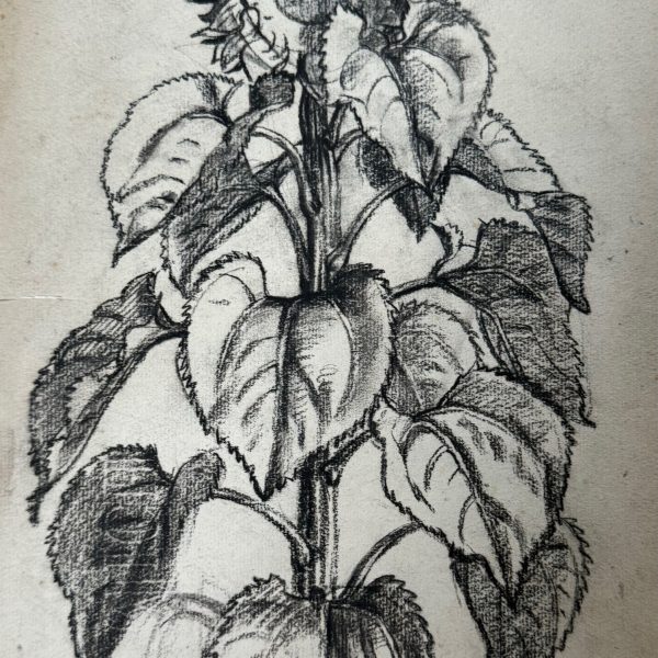 Mahoney Sunflowers Study No3