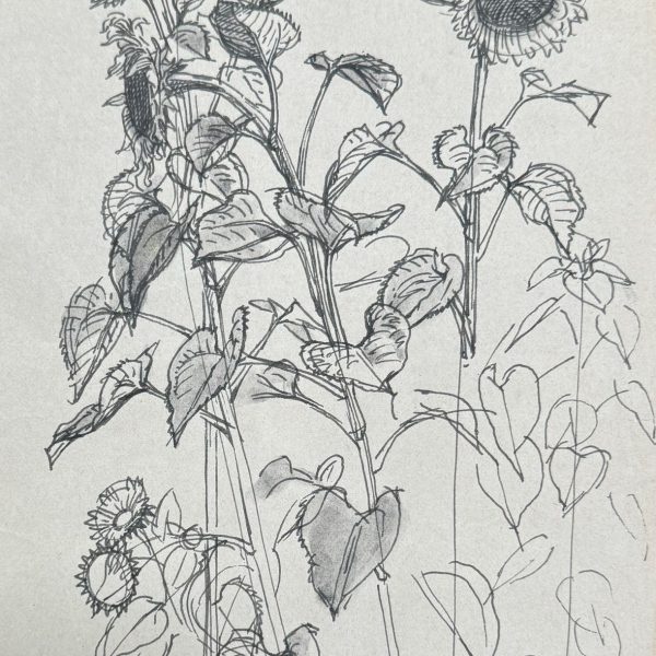 Mahoney Sunflowers Study No4