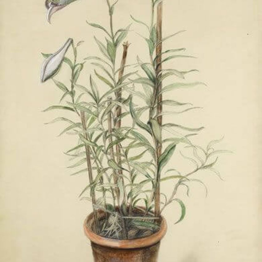 Rosalie Brill